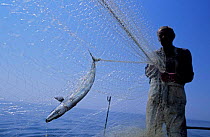Atlantic mackerel {Scomber scombrus} caught in drift net, being hauled in by fisherman at a fishery on the English Channel, Hastings, UK.