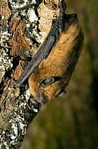 Common pipistrelle bat {Pipistrellus pipistrellus} Resting on tree trunk, captive, UK.