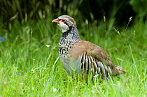 Red legged partridge {Alectoris rufa} profile amongst grass, West Sussex, UK.