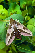 Spurge Hawkmoth {Hyles euphorbiae} on Spurge with wings open, captive, UK.