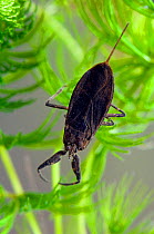 Water Scorpion {Nepa cinerea} with Hornwort, captive, UK.