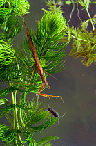 Water Stick Insect {Ranatra linearis} about to strike at fresh water shrimp, captive, UK.
