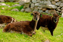 Soay sheep {Ovis aries} Saint / St Kilda Island, Western Islands, Outer Hebrides, Scotland.