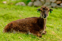 Soay sheep {Ovis aries} Saint / St Kilda  Island, Western Islands, Outer Hebrides, Scotland.