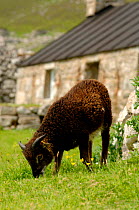Soay sheep {Ovis aries} grazing in front of abandonned house, Saint / St Kilda Island, Western Islands, Outer Hebrides, Scotland.