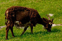 Soay sheep {Ovis aries} grazing, Saint Kilda Island, Western Islands, Outer Herbrides, Scotland.