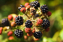 Mature Blackberries on Bramble bush {Rubus plicatus} autumn. UK.