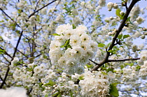 Cherry tree {Prunus sp.} in blossom, Regent's Park, London, UK.
