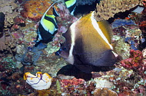 Horned bannerfish {Heniochus varius} Lembeh Strait, North Sulawesi, Indonesia.