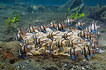 Group of Banggai cardinalfish {Pterapogon kauderni} sheltering near an Anemone, Lembeh Strait, North Sulawesi, Indonesia.