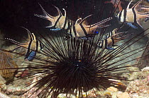 Banggai cardinalfish {Pterapogon kauderni} sheltering amongst the spines of a Long-spine urchin {Diadema setosum} Lembeh Strait, North Sulawesi, Indonesia.