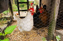 Chickens {Gallus gallus domesticus} in hen house, UK.