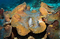 Giant clam {Tridacna gigas} Bunaken NP, North Sulawesi, Indonesia