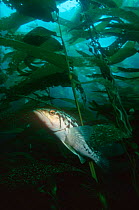 Kelp bass {Paralabrax clathratus} in Giant kelp forest {Macrocystis pyrifera} California, USA.