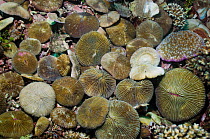 Mushroom coral {Fungia sp.} Lembeh Strait, North Sulawesi, Indonesia