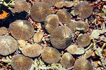 Mushroom coral {Fungia sp.} Lembeh Strait, North Sulawesi, Indonesia.