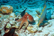 Common octopus {Octopus vulgaris} hunting on coral rubble, closely watched by Spanish hogfish {Bodianus rufus} and a Grouper, hoping to catch escaping prey. Bonaire, Netherlands Antilles, Caribbean