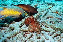 Common octopus {Octopus vulgaris} hunting on coral rubble, closely watched by Spanish hogfish {Bodianus rufus} and a Grouper, hoping to catch escaping prey. Bonaire, Netherlands Antilles, Caribbean, A...
