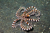 Long-armed octopus / Wonderpus {Octopus sp.}Lembeh Strait, North Sulawesi, Indonesia.