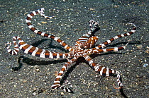 Long-armed octopus / Wonderpus {Octopus sp.} Lembeh Strait, North Sulawesi, Indonesia.