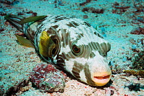 Whitespotted puffer / Toby fish {Arothron hispidus} on sea floor, Borneo, Indonesia, Indo-Pacific. Viscera, gonads and skin are highly toxic.