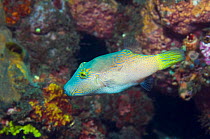 Pufferfish {Arothron sp.} Lembeh Strait, North Sulawesi, Indonesia.