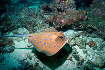 Blue-spotted mask-ray / stingray {Dasyatis kuhlii} Andaman Sea, Thailand.