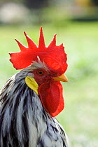 Adult cock / rooster  head profile with fully developed wattle and comb, UK. Hen