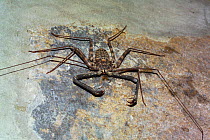 Tanzanian giant tailless whip scorpion {Damon variegatus} Amblypygid, Malawi.