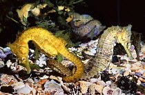 Two White's seahorse {Hippocampus whitei} tails entwined, captive, Sydney Aquarium, New South Wales, Australia.