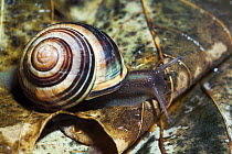 White lipped banded snail {Cepaea hortensis} UK. - Shell colour is variable, can be all yellow.