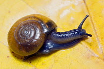 Cellar snail {Oxychilus cellarius} UK.