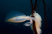 Big fin reef squid {Sepioteuthis lessoniana} with egg mass, Lembeh Strait, North Sulawesi, Indonesia.