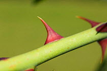 Close-up of thorns on stem of Dog rose {Rosa canina} UK.