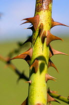 Thorns on stem of Dog rose {Rosa canina} UK.