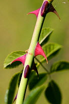 Close-up of thorns on stem of Dog rose {Rosa canina} UK.