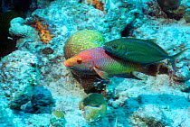 Spanish hogfish {Bodianus rufus} followed by a Bar jack {Caranx ruber} Bonaire, Netherlands Antilles, Caribbean, Atlantic Ocean.