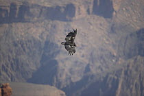 Californian Condor {Gymnogyps californianus} in flight, Grand Canyon-Vermillion cliffs, Arizona, USA.