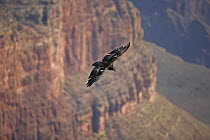 Californian Condor {Gymnogyps californianus} in flight with Grand Canyon-Vermillion cliffs in background, Arizona, USA.