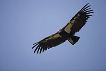 Californian Condor {Gymnogyps californianus} in flight with wing patches identifying individual,  Arizona, USA - First reintroduced to Arizona in 1996, now breeding in the wild, in the Grand Canyon-Ve...