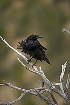 Common Raven {Corvus corax} ruffling feathers, Arizona, USA.