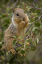 Rock Squirrel (Spermophilus variegatus) Feeding on serviceberry, Arizona, USA