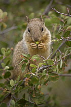 Rock Squirrel (Spermophilus variegatus) feeding on serviceberry, Arizona, USA