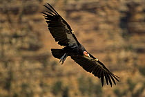 Californian Condor {Gymnogyps californianus} flying, Arizona, USA -  First reintroduced to Arizona in 1996, now breeding in the wild, in the Grand Canyon-Vermillion cliffs-area.