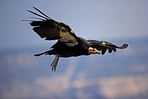 Californian Condor {Gymnogyps californianus} flying, Arizona, USA.
