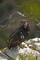 Californian Condor {Gymnogyps californianus} preening feathers, with number tag, Arizona, USA.