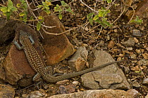 Sonoran spotted whiptail lizard {Cnemidophorus sonorae} Arizona, USA.