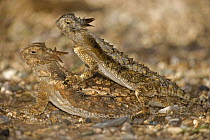 Regal Horned Lizard {Phrynosoma solare} pair mating, Arizona, USA.