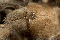 Close up of head of Desert Tarantula {Aphonopelma chalcodes} Sonoran desert, USA.
