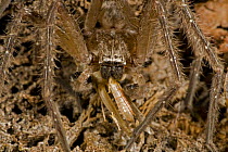 Giant Crab Spider (Olios giganteus} feeding on grasshopper, Sonoran desert, Arizona, USA